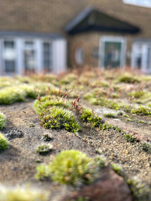A close-up view of a weathered brick wall surface overgrown with small patches of green moss and tiny plants, with some red-tipped moss sporophytes visible. In the background, a residential building with a brown brick exterior, white window frames, and a sloped roof can be seen, slightly out of focus. The scene is illuminated by natural daylight, suggesting an outdoor setting possibly during the morning or afternoon. This image highlights the contrast between natural moss growth and built environment, related to home exterior maintenance or garden landscape considerations in the context of house removals and relocation services offered by Removal Companies Hounslow.